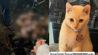 狗咬死貓…遊民烤來吃！竟向飼主討贖屍費