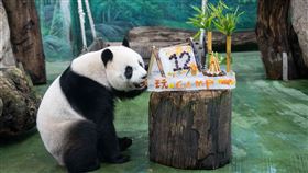 大貓熊圓仔12歲生日  露營主題冰蛋糕消暑台北市立動物園保育員運用竹枝、蔬果等食材製作露營主題冰蛋糕，並用葡萄拼成12，為大貓熊「圓仔」慶祝12歲生日。（台北市立動物園提供）中央社記者楊淑閔傳真  114年7月6日