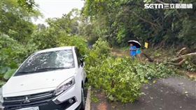 ▲宜蘭縣跑馬古道發生林木倒塌，還砸中路旁轎車。（圖／翻攝畫面）