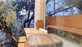 ▲高雄市前鎮區滇池街大型路樹倒塌瞬間，路樹直衝對街騎樓，砸毀餐廳招牌，差點撞破餐廳玻璃窗。（圖／翻攝畫面）