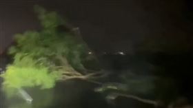 「丹娜絲」強風摧殘嘉南！國道路樹被吹塌　國1北向278K全線封閉。（圖／翻記者攝料網threads）