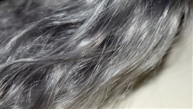 老人,老年人,長輩,白髮,高齡。（示意圖／PIXABAY）