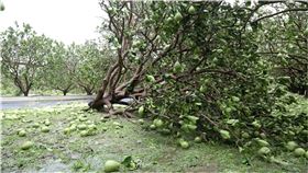 ▲丹娜絲強風重創農作物。（圖／台南市府提供）