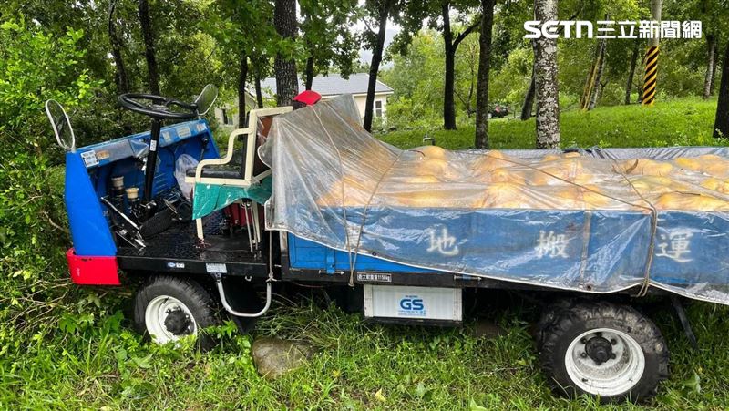 新／凌晨上工摘芒果　巨樹砸落父子隔陰陽