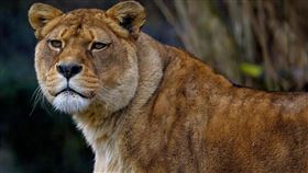 ▲在巴基斯坦，飼養猛獸成了炫耀地位的象徵。（示意圖／翻攝自Pixabay） 