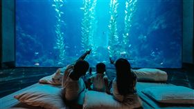 海生館推出2025全新行程「後場揭密」走進神秘水族實驗中心探訪海龜！（業配勿用）