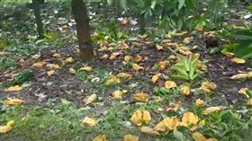 ▲丹娜絲強風重創麻豆文旦！農民「種7萬顆掉6萬多顆」滿地落果整季報銷…。（圖／翻攝畫面）