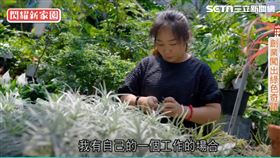 空氣鳳梨創業　「綠色奇蹟」規模全台前十