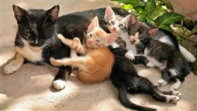 流浪貓,貓,動物（示意圖／PIXABAY）