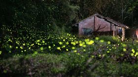 日月潭螢火蟲季 （日月潭國家風景區管理處提供）