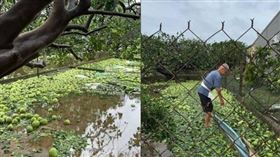 一名網友家中的柚子園在丹娜絲颱風狂風暴雨摧殘下，預計8月底9月初要採收的柚子損失慘重。（圖／翻攝自Threads／yunn_ooo_）
