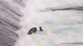 ▲新店廣興橋妳水案，陳姓男子在禁止遊憩水域玩SUP最後身影，強勁水勢讓SUP翻覆。（圖／翻攝畫面）