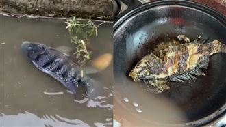 彰化見「魚在馬路游」！媽下秒煎香端上桌
