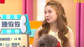 依依愛犬遭診斷先天性心臟病（圖／翻攝自YT／醫師好辣）