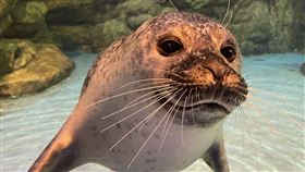 屏東海生館海豹「夏綠蒂」與飼育員逗趣互動　社群引熱議（業配勿用）