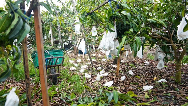 誰砍農民救命錢？綠：黃國昌張啓楷提案的