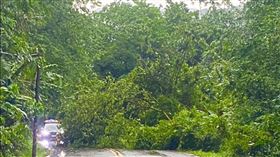 豪雨狂轟釀災！苗栗路樹倒、山坡落石砸落