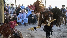 ▲鬥雞比賽被認為殘忍，在許多國家遭禁止。但在菲律賓、阿富汗等國仍存在鬥雞比賽。（圖／美聯社／達志影像）