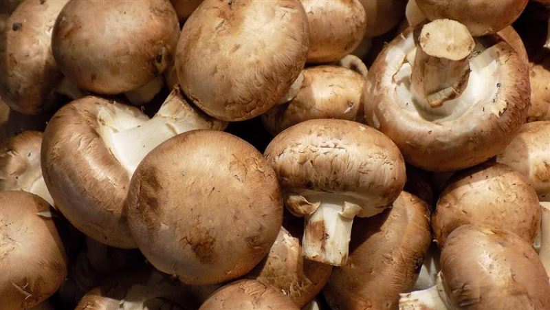 「蘑菇+茄子」害中毒？食藥署揭驚人真相