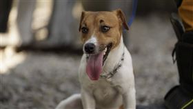 Wilson,搜救犬,墜樓,領犬員,申誡（圖／花蓮縣特搜帶隊提供）