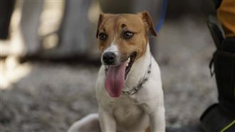 搜救犬Wilson受訓墜樓亡　領犬員下場曝