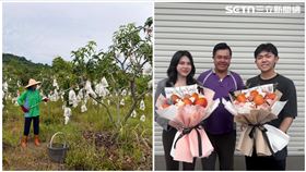 台南,玉井,芒果,青農,芒果花束