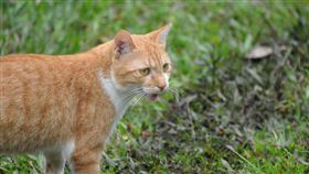 橘貓,貓咪。（示意圖／PIXABAY）