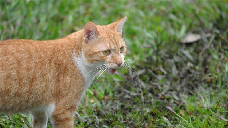 一名女高中生路過鄰居家發現橘白貓，仔細一看才驚覺，竟是自家愛貓偷跑進去，引發網友熱議。（示意圖／PIXABAY）