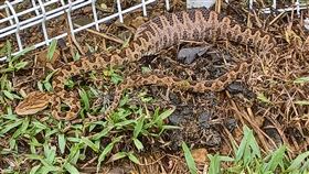 瑞芳男誤把龜殼花當草繩。（圖／新北動保處提供） 