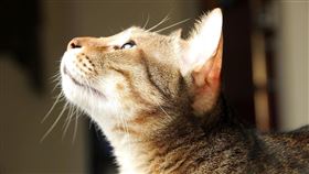 貓。（示意圖／PIXABAY）