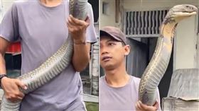 完全不怕！猛毒巨蛇「比人還大隻」 狂男淡定徒手抓（圖／翻攝自X@ParveenKaswan）