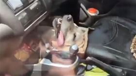 狗在車上被熱得奄奄一息，主人從寺廟參拜完回來才發現愛犬死亡。（圖／翻攝自X）