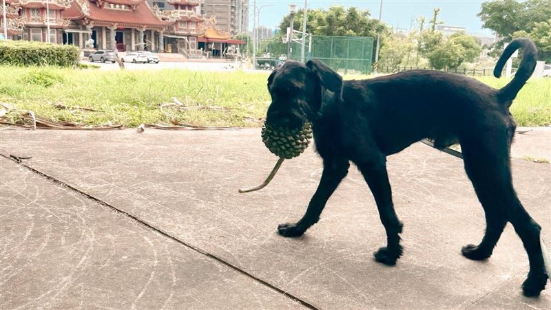 搜救犬烏米太貼心　喜叼超巨大流星錘報恩
