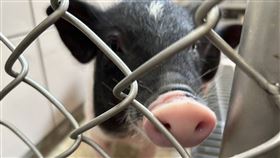 麝香豬最終遭雲林一處好心農戶認養。（圖／新北動保處提供）