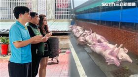 嘉義,義竹鄉,獸魂碑,理事長,骨頭,母豬,漏電,畜牧場,雨鞋（圖／嘉義縣養豬協會理事長林志達提供）
