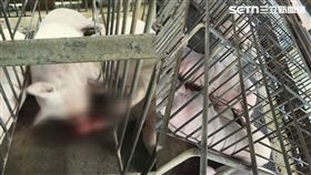 嘉義,義竹鄉,獸魂碑,理事長,骨頭,母豬,漏電,畜牧場,雨鞋（圖／嘉義縣養豬協會理事長林志達提供）