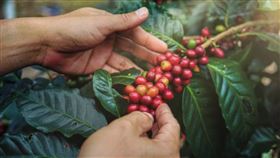 ▲咖啡示意。（圖／翻攝自Pixbay） 