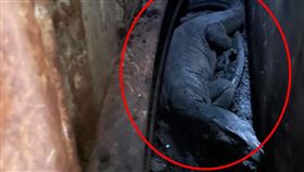 黑澤巨蜥,烤鴨,珍愛協會,認養（圖／新竹縣流浪動物珍愛協會提供、新竹縣動保所提供）