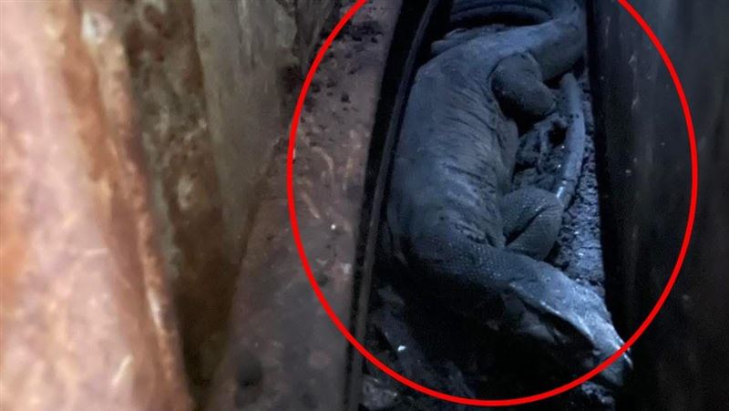 竹北「龍」現身　她被舔一口：以為蟑螂