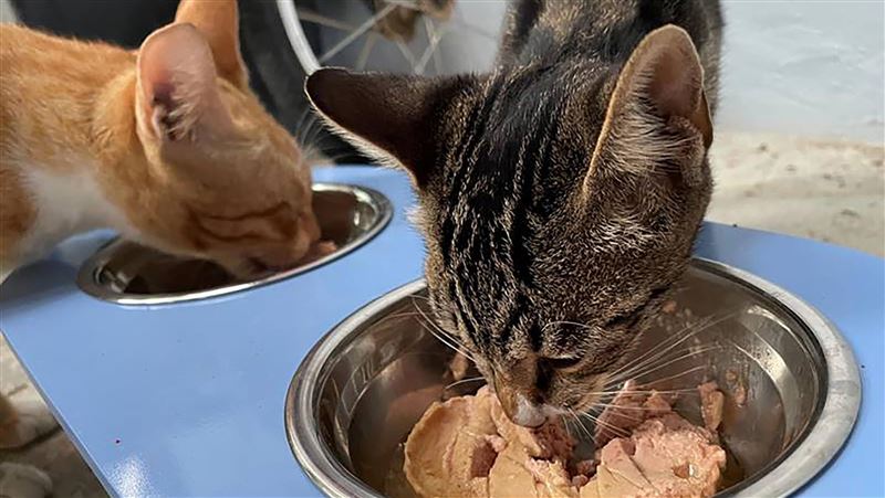租客養8貓惡臭髒亂　判賠房東2萬多元
