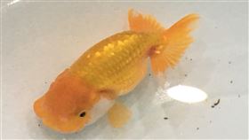 首屆觀賞魚推廣國際交流賽在屏東第一屆觀賞魚推廣國際交流比賽將於10日至12日在屏東舉行，已有包含台灣及5個國家的養殖業者報名參賽，金魚（圖）也是本屆主要交流魚種項目之一。中央社記者郭芷瑄攝　107年8月3日