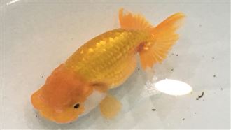 男進寵物店「生吞金魚」現場噁吐：咀嚼聲