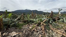 南投香蕉受損嚴重颱風影響，南投縣許多農作物損失慘重，其中香蕉損害已達現金救助標準。（南投縣政府提供）中央社記者吳哲豪傳真 114年7月10日