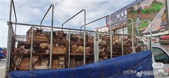 恐怖貓狗產業鏈！500貓遭竊塞鐵籠慘況曝