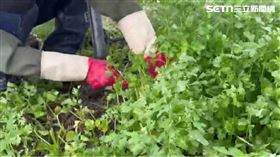 北斗香菜重鎮雨後泡爛慘　損失7成將漲價
