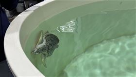 ▲國泰人壽「步步攻億走」步數達標累積800萬公益基金，啟動三大永續行動包括透過「龜鄉守護」計畫，透過衛星發報器追蹤北台灣海龜野放後路徑與棲地狀況。（圖／國泰人壽提供）