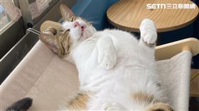 貓咪,氣味,睡眠,睡姿,飼主,愛貓,習慣,噪音,伴侶,鼾聲▲圖片描述。（圖／記者陳弘逸攝影）