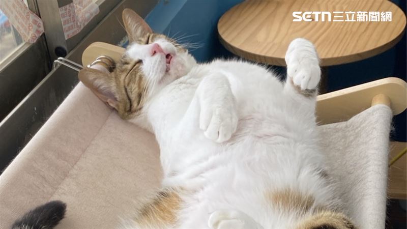 勿踩雷！喵皇理想床伴「4種人」資格不符