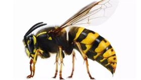 ▲馬蜂窩。（圖／翻攝自百度百科）