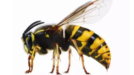 工人26樓裝冷氣遇馬蜂　懸吊高空痛喊救命